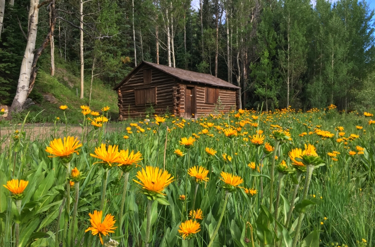 breckenridge flowers for planting plant