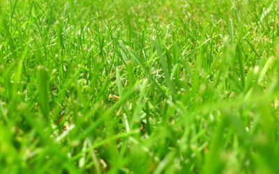 Lawn Care & Lawn Fertilization for Summit County, Colorado